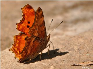 Anadolu Yrtkprt (Polygonia egea)