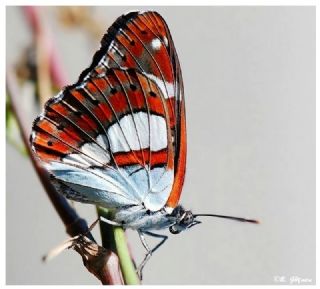 Akdeniz Hanmeli Kelebei (Limenitis reducta)