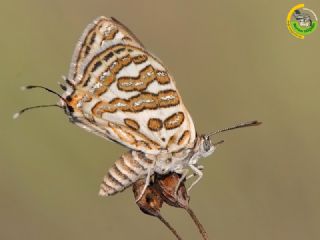 eytanck (Cigaritis acamas)