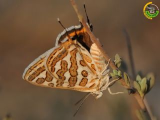 eytanck (Cigaritis acamas)