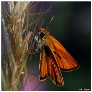 Sar Antenli Zpzp (Thymelicus sylvestris)