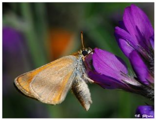 Sar Antenli Zpzp (Thymelicus sylvestris)