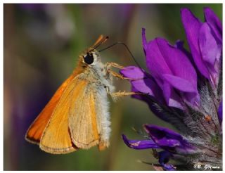Sar Antenli Zpzp (Thymelicus sylvestris)