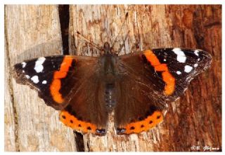 Atalanta (Vanessa atalanta)