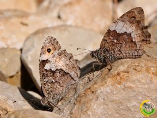 Byk Karamelek (Hipparchia syriaca)