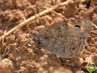 Mersin Kzlmelei (Hipparchia mersina)