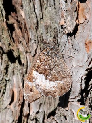 Byk Karamelek (Hipparchia syriaca)