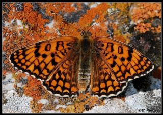 Cezayirli parhan (Melitaea ornata)