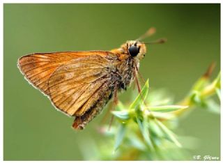 Orman Zpzp (Ochlodes sylvanus)