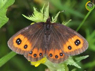 sko Gzelesmeri (Erebia aethiops)