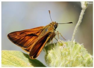 Orman Zpzp (Ochlodes sylvanus)