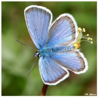 das Mavisi, Esmergz (Plebejus idas)