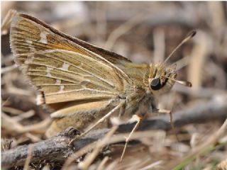 Gm Benekli Zpzp (Hesperia comma)