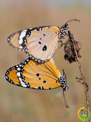 Sultan (Danaus chrysippus)