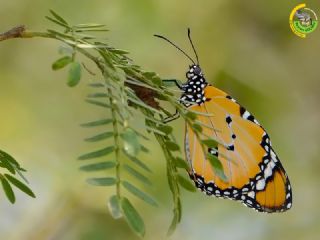 Sultan (Danaus chrysippus)