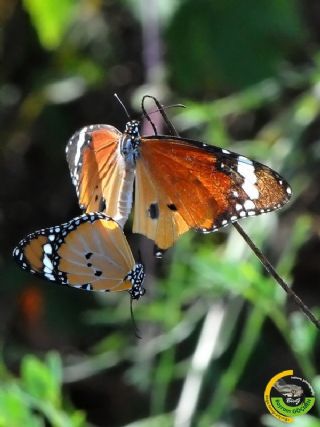 Sultan (Danaus chrysippus)