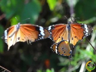 Sultan (Danaus chrysippus)