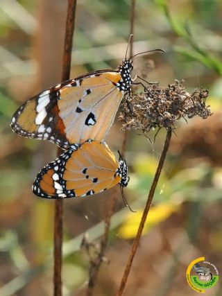 Sultan (Danaus chrysippus)