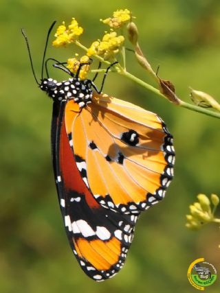 Sultan (Danaus chrysippus)