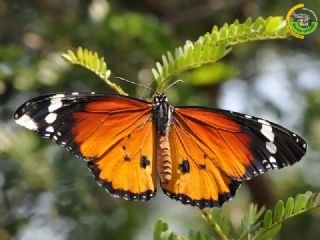 Sultan (Danaus chrysippus)