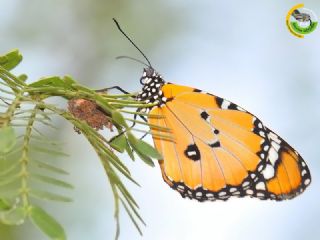 Sultan (Danaus chrysippus)