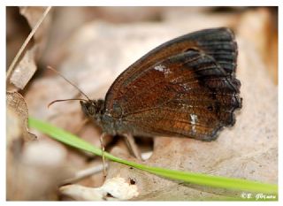 Kara Hayalet (Minois dryas)