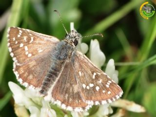 Byk Boz Zpzp (Pyrgus alveus)