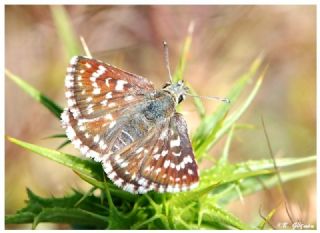 Kzl Zpzp (Spialia orbifer)