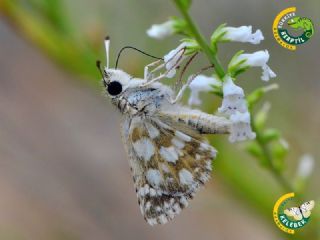 Kzl Zpzp (Spialia orbifer)