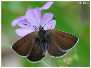 okgzl Geranium Mavisi (Aricia eumedon)