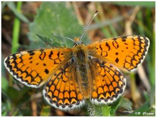 Hatayl parhan (Melitaea collina)