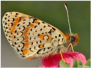 Hatayl parhan (Melitaea collina)