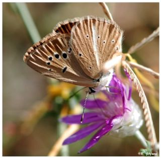 okgzl Amasya Esmeri (Polyommatus mithridates)