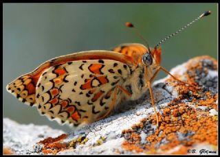 Cezayirli parhan (Melitaea ornata)
