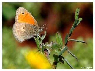 Kk Zpzp Perisi (Coenonympha pamphilus)