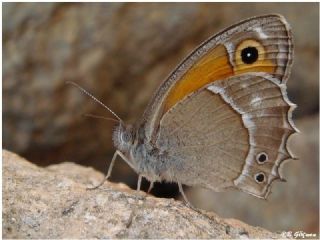 Ar Esmerperisi (Hyponephele wagneri)