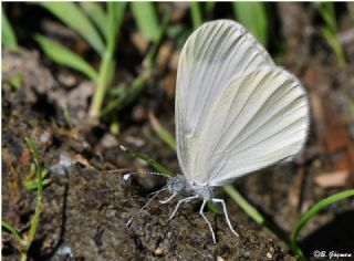 Narin Orman Beyaz (Leptidea sinapis)