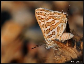 eytanck (Cigaritis acamas)