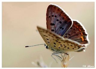 sli Bakr Gzeli (Lycaena tityrus)