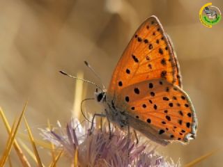 Alev Ategzeli (Lycaena kefersteinii)