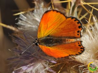 Alev Ategzeli (Lycaena kefersteinii)