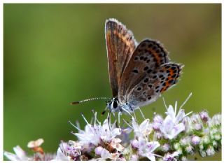 Gm Lekeli Esmergz (Plebejus argus)