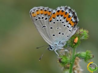 Avrupal Esmergz (Plebejus argyrognomon )