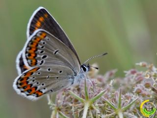 Avrupal Esmergz (Plebejus argyrognomon )