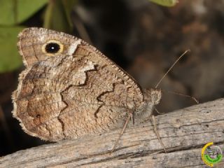 Anadolu Karamelei (Hipparchia fatua)