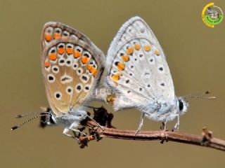 okgzl Mavi (Polyommatus icarus)