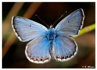 okgzl Balkan Mavisi (Aricia anteros )