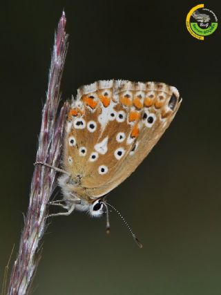 okgzl Yalanc illi Mavi (Polyommatus corydonius)