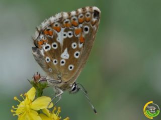 okgzl Yalanc illi Mavi (Polyommatus corydonius)