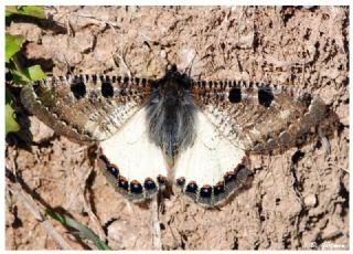 Yalanc Apollo (Archon apollinus)